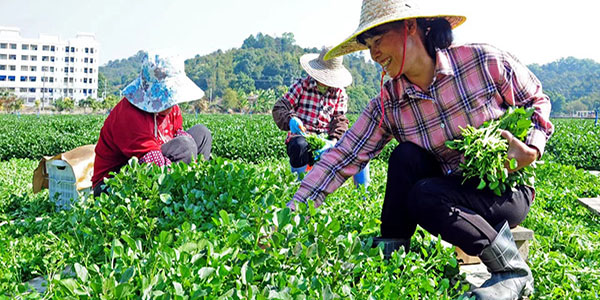 花都西洋菜上榜“国字号”