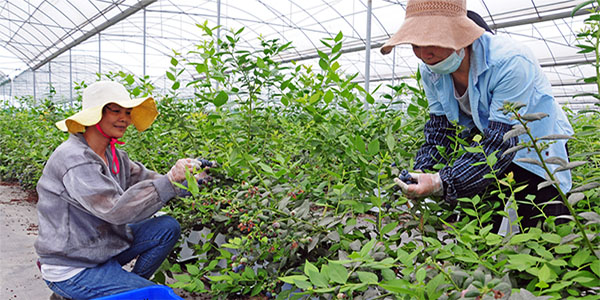 4项目签约，总投资超2亿元  花都“三农”开门红