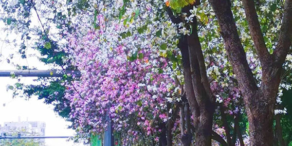 春日的花都，一路繁花一路景