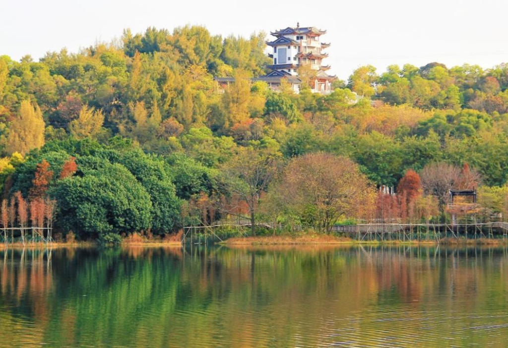 花都湖中心湖区落羽杉.png